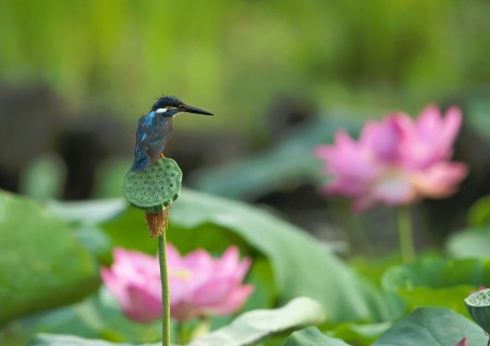 「見返り美人　僕、男の子なのにナ～」